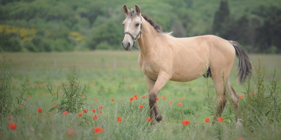 cheval-curly-hypoallergenique.jpg