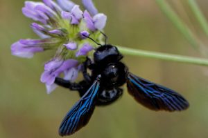 Abeilles charpentières