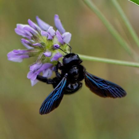 Abeille charpentière (Xylocopa violace) en train de butiner