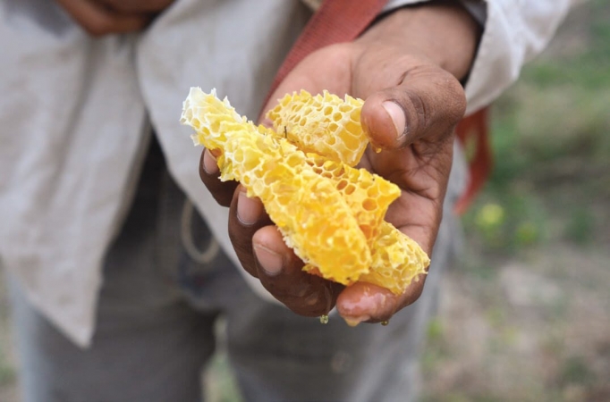 Production de miel en agrosylvopastoralisme