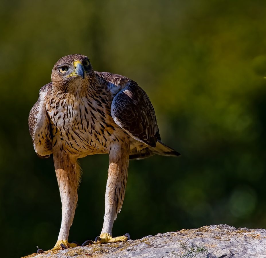 Aigle de Bonelli en observation