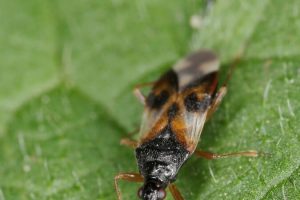 Anthocoris