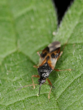 Gros plan de face de la punaise prédatrice Anthocoris