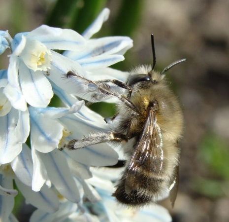 Anthophora plumipes en train de butiner