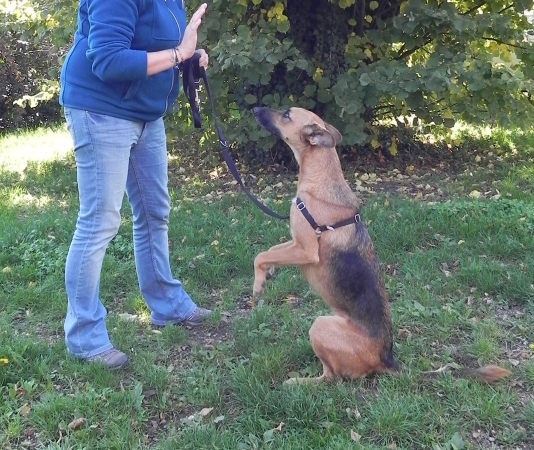 Chien en dressage - Cession d'apprentissage canin par le conditionnement