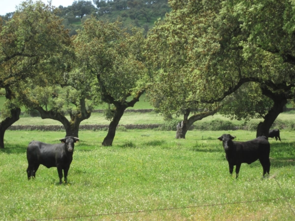 Du champ à l'arène, la vie des taureaux de combat