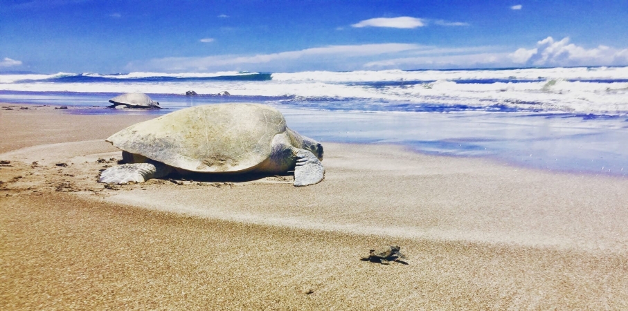 Tortues olivatres (bébé et adulte) lors de l'Arribada