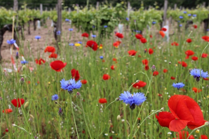 Belle bande fleurie en bordure d'exploitation viticole