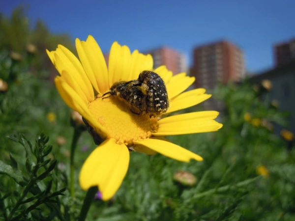 Biodiversité et insectes en ville: c'est possible !