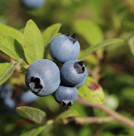 Baies de bleuets sauvages