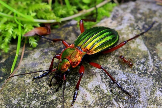 Carabus auratus en train de se déplacer