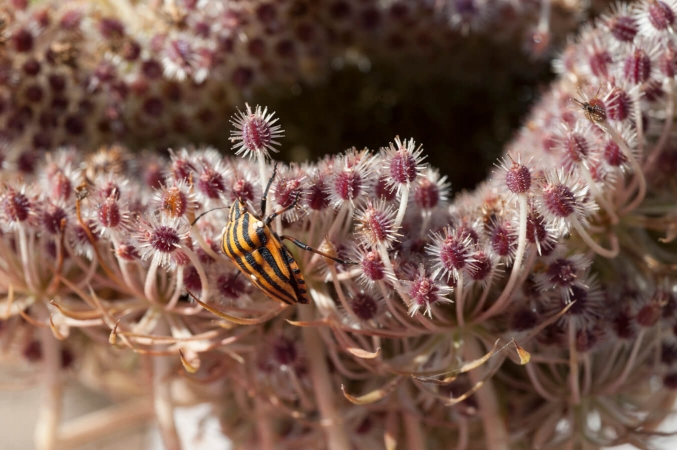 Punaise arlequin (Graphosoma lineatum) visitant les jeunes fruits de carotte sauvage