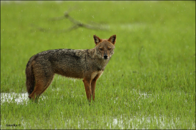 Chacal doré (Canis aureus) dans le Kumana National Park