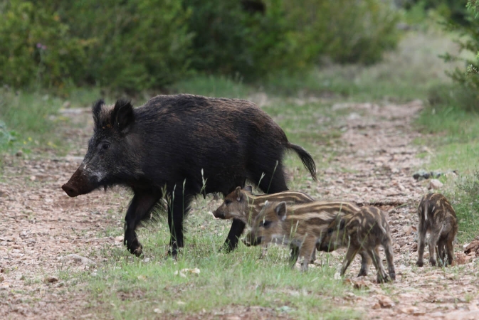 Sanglier avec ses marcassins en train de chercher de la nourriture