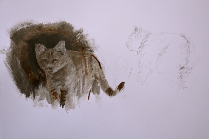 Croquis d'un chat forestier par Bruce Ronchi