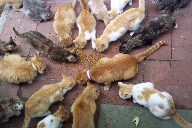 Nombreux et nourris, les chats domestiques peuvent faire pencher la balance du mauvais côté pour la faune sauvage