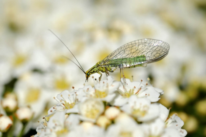 Chrysope sp. sur fleur