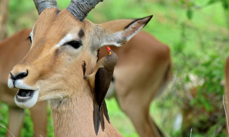 Pique-bœuf en action de nettoyage dans le parc Kruger an Afrique du Sud : un complexe exemple de coévolution