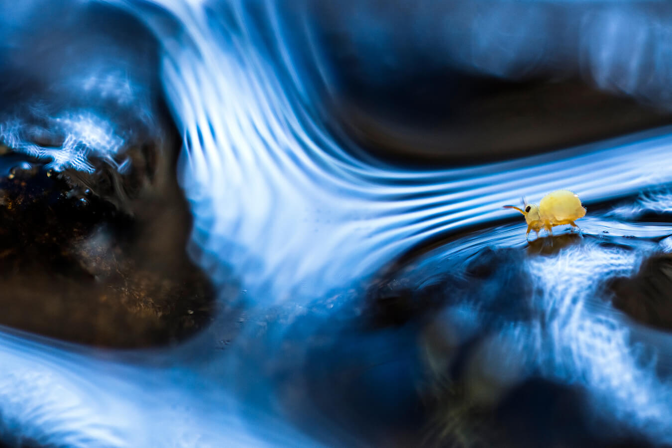 Un collembole sur la planète bleue…