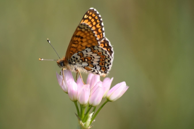 La Mélitée du plantain (Melitaea cinxia) est un de ces insectes dont la renaissance à lieu dès la sortie de l'hiver