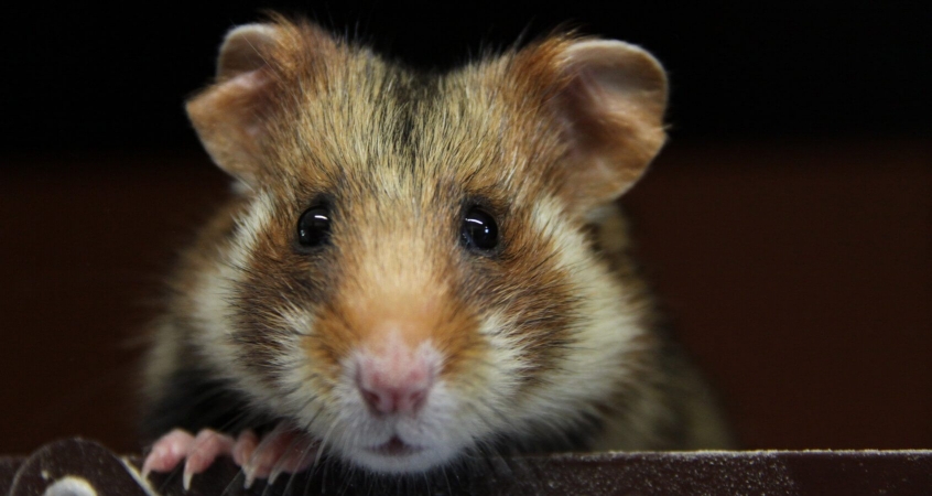 Grand hamster d'alsace (Cricetus cricetus) d'élevage en gros plan