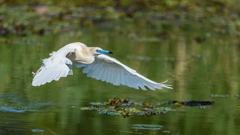 Crabier blanc en plumage nuptial