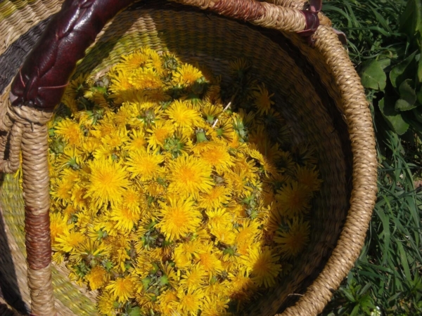 Cueillette des plantes sauvages : les fleurs de pissenlit (Taraxacum officinale) sont délicieuses en apéritif ou en gelée !