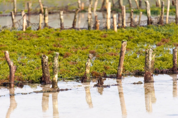 Des salades mangeuses de limaces ? Découvrez les plantes carnivores !