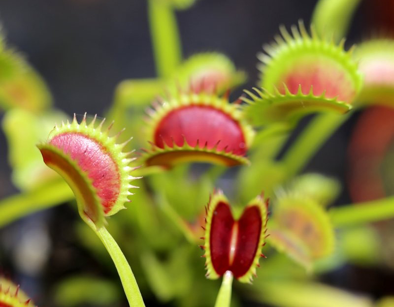 Dionaea muscipula dracula, un des nombreux cultivars existant