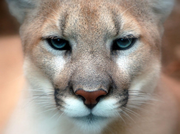 Gueule de cougar en gros plan