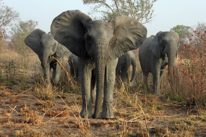 Mais où sont passées les défenses des éléphants ?