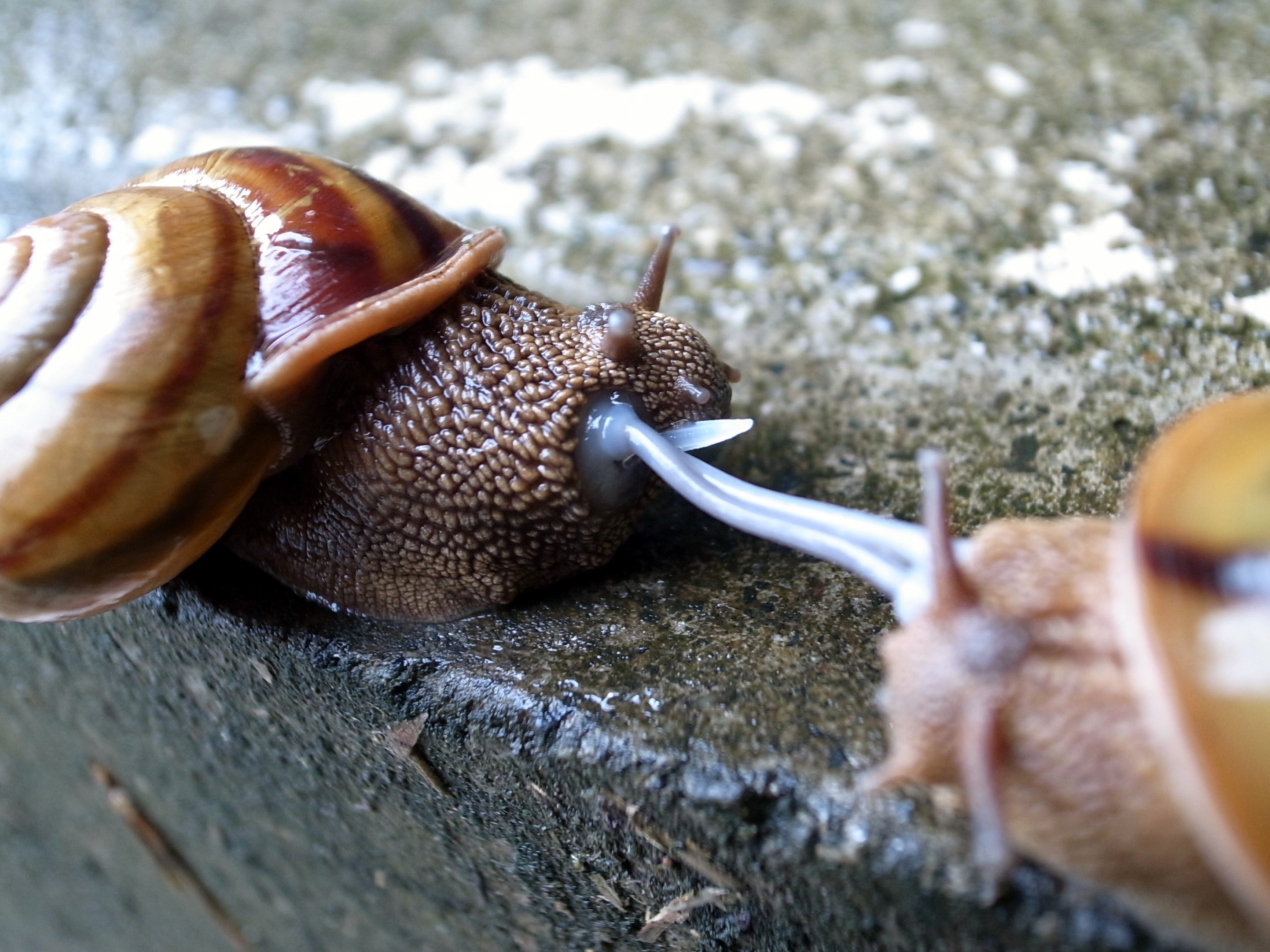 Scène de reproduction dans un élevage d'escargots