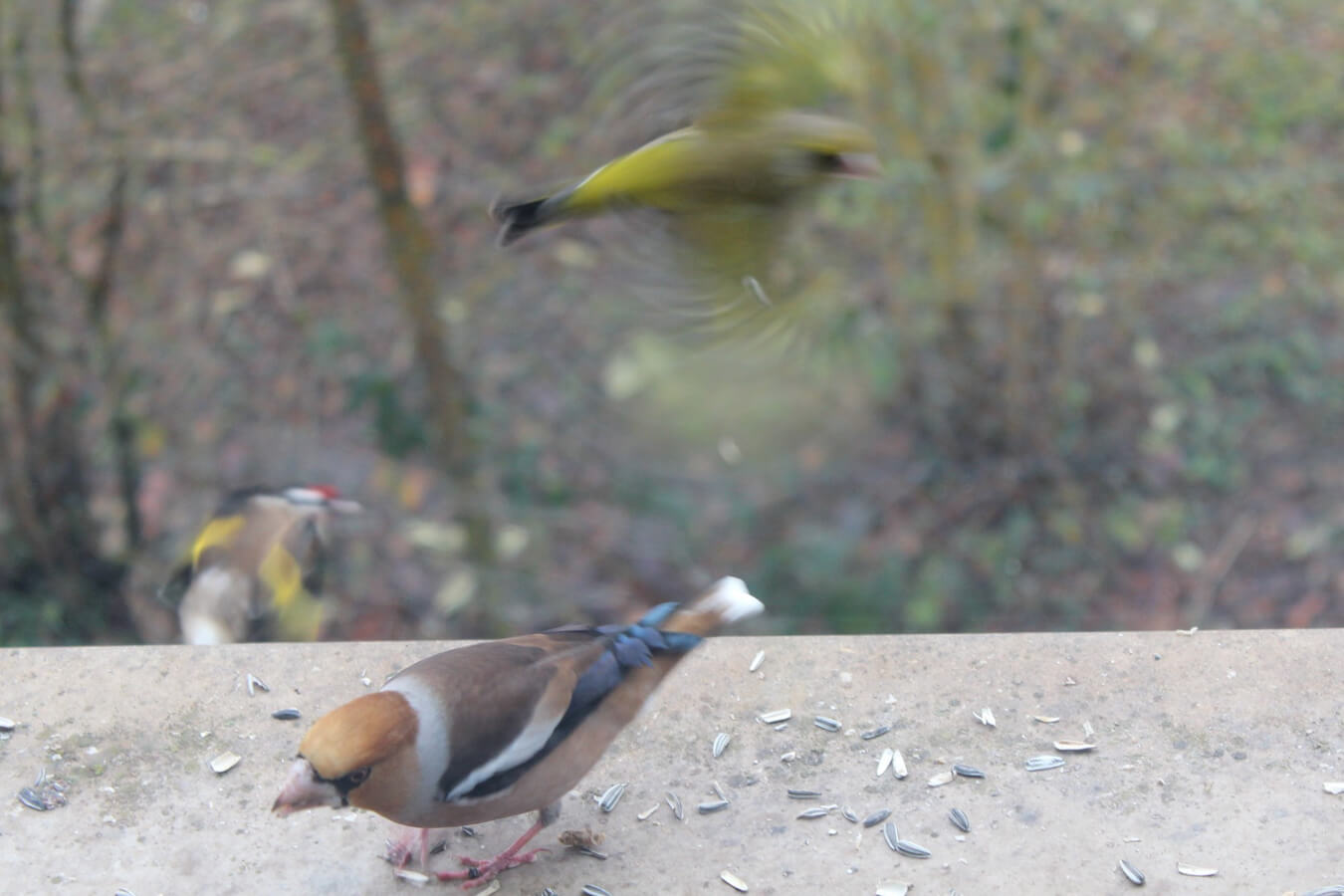 En file indienne avec les oiseaux : Grosbec casse-noyaux, chardonneret élégant et verdier d'Europe