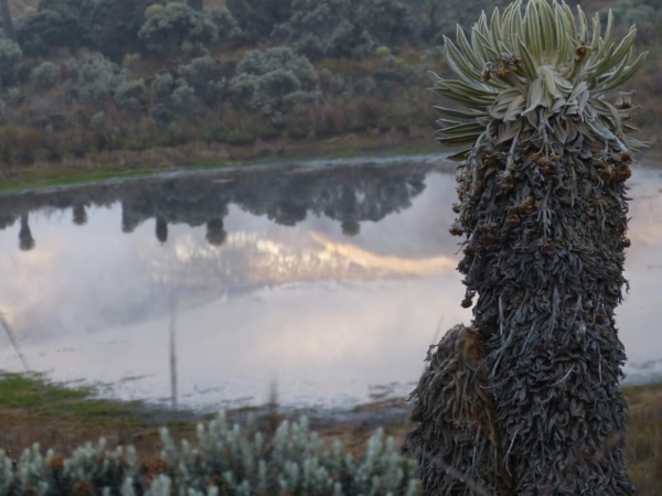 Espeletia hartwegiana (Frailejon), espèce emblématique du páramo