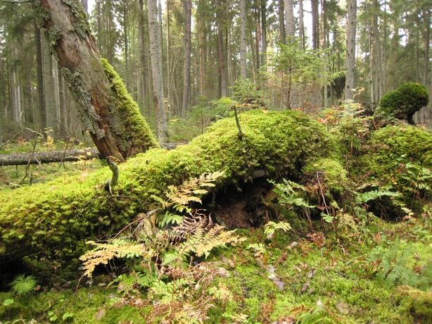 Forêt en libre évolution, trésor biologique