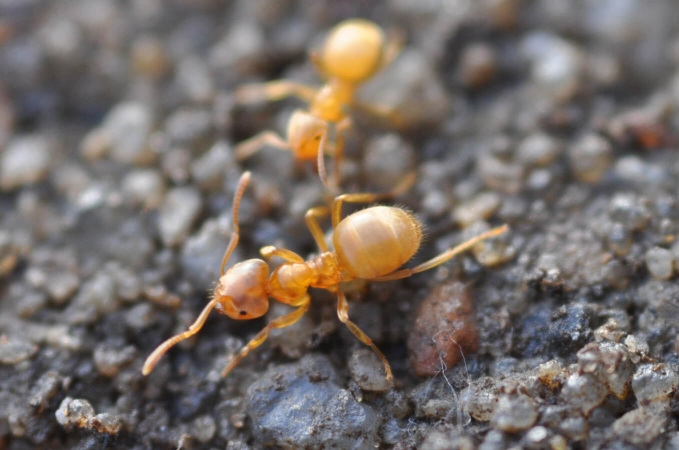 Fourmis jaune Lasius flavus en macro