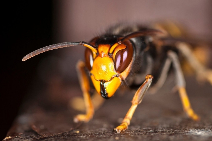 Gros plan sur le frelon à pattes jaunes