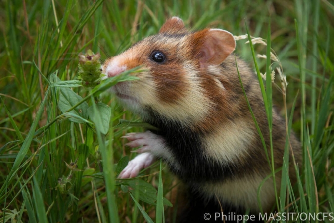 Grand hamster d'Alsace près de son terrier