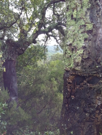 Lichen en arboretum