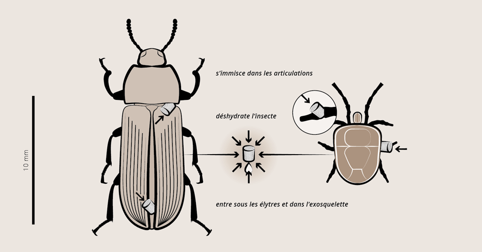 illustrations_infographie-1