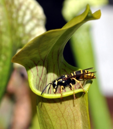 Plantes carnivores et animaux : amis ou ennemis ?