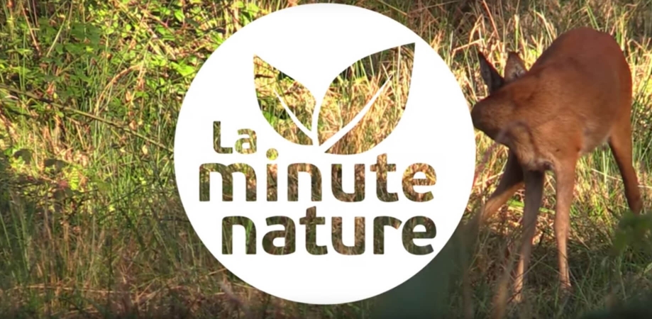 Logo de la Minute Nature