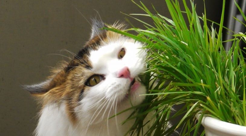 Chat Dame datant profil