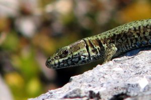 Lézards des murailles