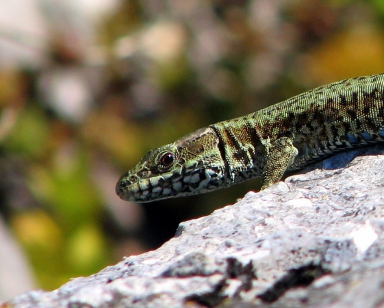 Lézard des murailles de profil