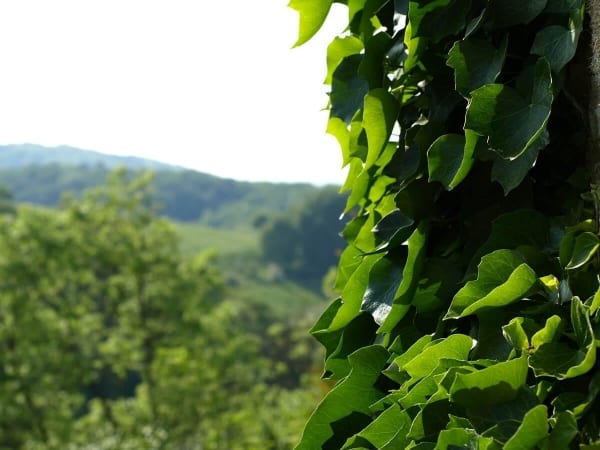 Le lierre grimpant (Hedera helix) a un bel avenir !