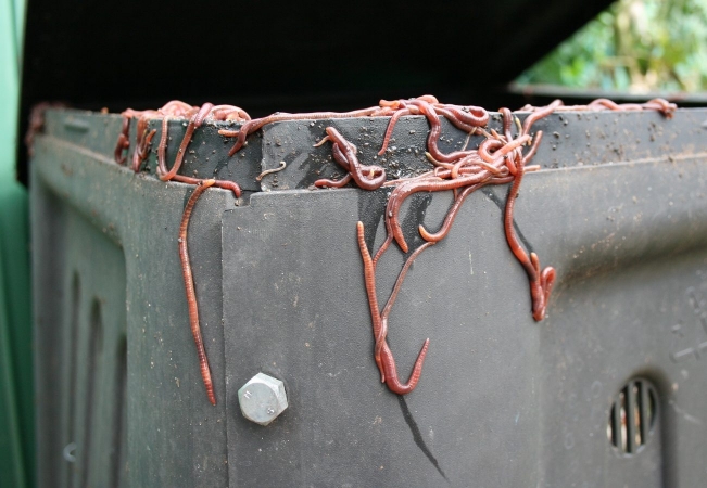 Vers de terre du lombricompost cherchant à s'en aller