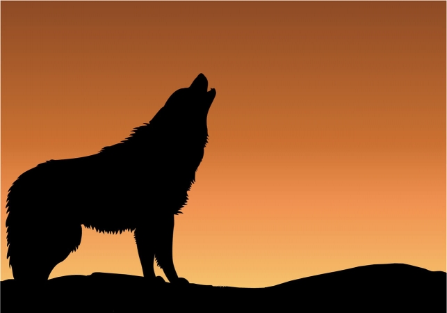 Le loup en Alsace : les lieux qu'il fréquente parlent à la mémoire des  hommes !