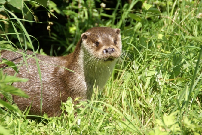 Loutre d'Europe, toujours curieuse !