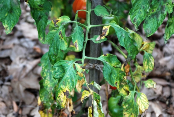 Alternariose sur feuilles de tomate